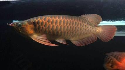 紅龍魚40公分鱗片厚度：紅龍魚40公分鱗片厚度可以提到具體的數值但是可以了解