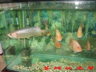 金龍魚論壇吧：金龍魚論壇吧是一個(gè)與金龍魚相關(guān)的在線社區(qū)