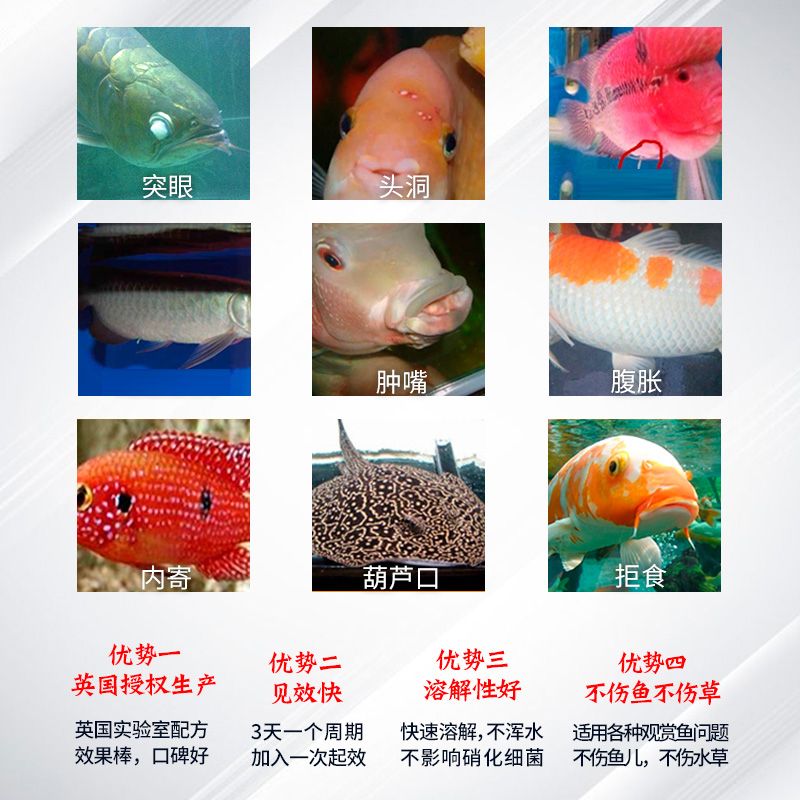 龍魚怎么預(yù)防內(nèi)寄：為了預(yù)防龍魚的內(nèi)寄生蟲，飼主可以采取一系列措施來維護水質(zhì)健康 龍魚百科 第2張