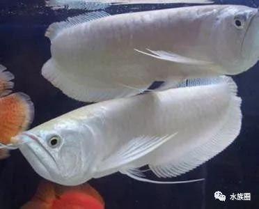 龍魚長期喂金魚好嗎：金魚可以作為龍魚的食物之一嗎？ 龍魚百科 第1張