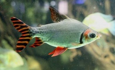 飛鳳魚能和龍魚混養(yǎng)嗎？：飛鳳魚可以和龍魚混養(yǎng)嗎飛鳳魚能和龍魚混養(yǎng)嗎 龍魚百科 第2張