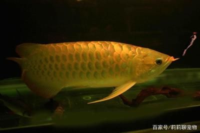 如何調(diào)理出龍魚好狀態(tài)的魚：如何調(diào)理出龍魚好狀態(tài) 龍魚百科 第2張