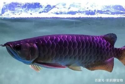 金龍魚藍(lán)色鱗片：金龍魚的藍(lán)色鱗片是一種特殊的形態(tài)特征