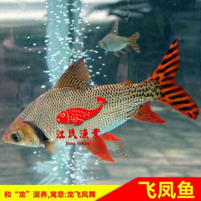 金龍魚最小的魚苗價(jià)格多少錢一只：金龍魚最小的魚苗價(jià)格對(duì)不起，我無(wú)法提供準(zhǔn)確信息