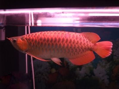 紅龍魚缺氧多久會死掉：紅龍魚缺氧多久會死亡，根據(jù)搜索結(jié)果 龍魚百科 第3張