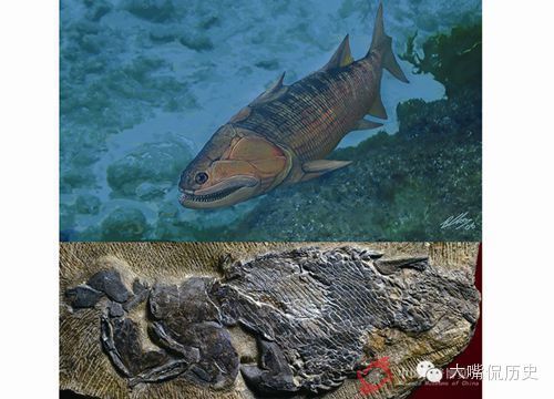 龍魚化石是保護(hù)品種：龍魚化石屬于保護(hù)品種嗎？