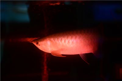 龍魚突然不吃食和雨天有關(guān)系嗎：龍魚突然不吃食與雨天有關(guān)系，可能會(huì)影響龍魚的情緒