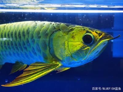 龍魚尺寸怎么計(jì)算：龍魚尺寸怎么計(jì)算， 龍魚百科 第1張