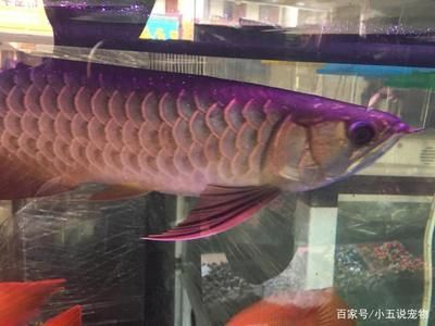 金龍魚浮頭游姿不穩(wěn)：金龍魚浮頭可能有多種原因