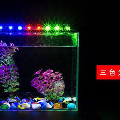 龍魚(yú)缸的燈放什么位置合適：飼養(yǎng)龍魚(yú)時(shí)，頂燈和水中燈的理想位置合適 龍魚(yú)百科