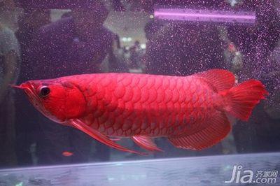 紅龍魚養(yǎng)：紅龍魚的飼養(yǎng)方法 龍魚百科 第3張