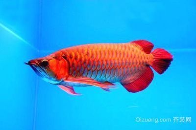 紅龍魚養(yǎng)：紅龍魚的飼養(yǎng)方法 龍魚百科 第2張