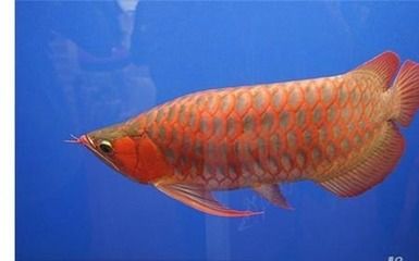 紅龍魚養(yǎng)：紅龍魚的飼養(yǎng)方法 龍魚百科 第1張