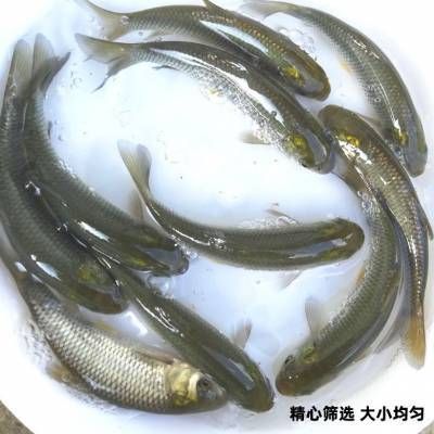 龍魚能養(yǎng)多大的魚苗：龍魚養(yǎng)殖需要考慮到許多因素