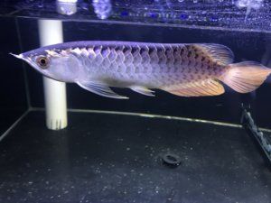 金龍魚幼苗價格多少錢：金龍魚幼苗價格多少錢金龍魚幼苗價格多少錢