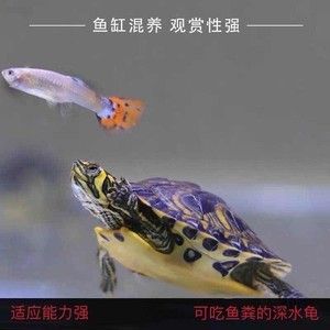 黃耳龜和龍魚混養(yǎng)：黃耳龜可以和龍魚混養(yǎng)嗎？