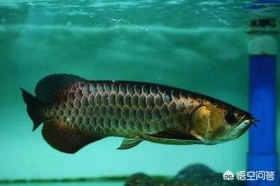 龍魚掉鱗片會(huì)死嗎：龍魚掉鱗片會(huì)死亡嗎 龍魚百科 第2張