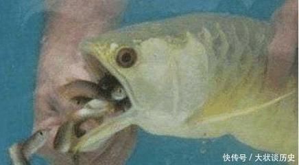 金龍魚幼崽長什么樣：金龍魚幼崽的外觀特征 龍魚百科 第3張