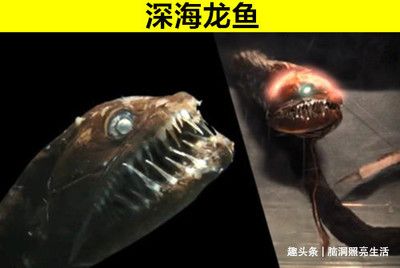 龍魚身上有洞洞怎么回事：龍魚身上有洞洞怎么辦 龍魚百科 第1張