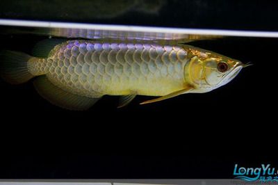 龍魚(yú)怎么分類好看：龍魚(yú)怎么分類 龍魚(yú)百科 第2張