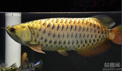 骨舌魚 龍魚：骨舌魚科是什么魚？