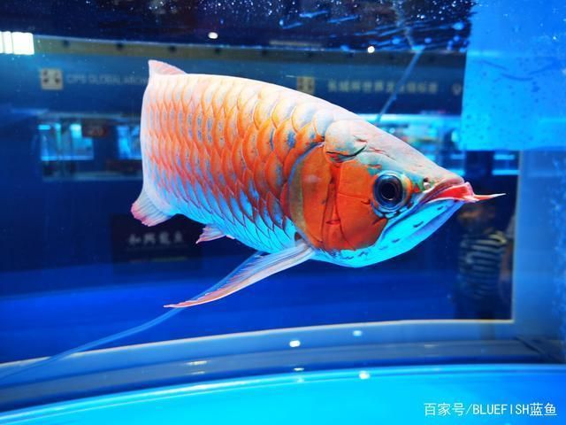 紅龍魚(yú)喂食不開(kāi)燈行嗎：紅龍魚(yú)喂食不開(kāi)燈行嗎紅龍魚(yú)喂食不開(kāi)燈行嗎 龍魚(yú)百科 第2張