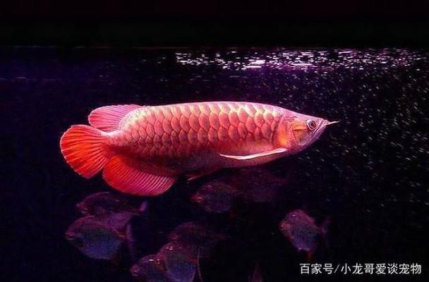 紅龍魚尾鰭白邊：紅龍魚尾鰭出現(xiàn)白邊可能是由于多種原因引起的，以下可能