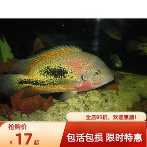 龍魚能吃活魚嗎有毒嗎：龍魚能吃活魚嗎，