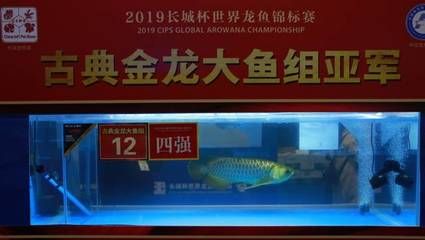 2023長(zhǎng)城杯龍魚大賽死魚事件：2023長(zhǎng)城杯龍魚大賽死魚事件處理結(jié)果 龍魚百科 第3張