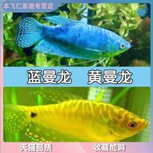 養(yǎng)一條龍魚需要打氧嗎：養(yǎng)一條龍魚是否需要打氧，需要根據(jù)具體情況進(jìn)行綜合判斷 龍魚百科 第2張