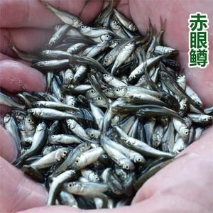 我想看銀龍魚(yú)的照片怎么弄：喂龍魚(yú)的活飼料魚(yú)處理