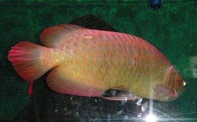 成色好的金龍魚多少錢：金龍魚價(jià)格為300萬元人民幣，平均價(jià)值300萬元