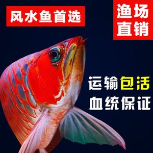 金龍魚(yú)運(yùn)輸：金龍魚(yú)的運(yùn)輸方法