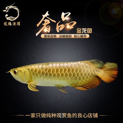 金龍魚(yú)運(yùn)輸：金龍魚(yú)的運(yùn)輸方法