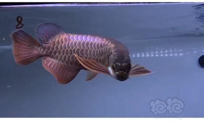 藍(lán)底過背龍魚：藍(lán)底過背龍魚是一種具有獨特外觀的熱帶觀賞魚