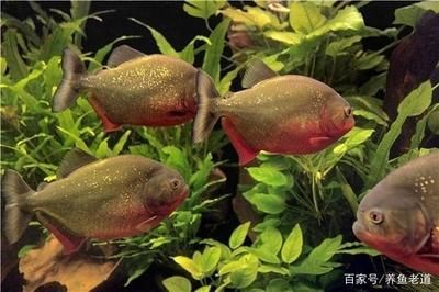 龍魚倒缸注意事項(xiàng)：龍魚倒缸過程中需要注意的事項(xiàng) 龍魚百科 第1張