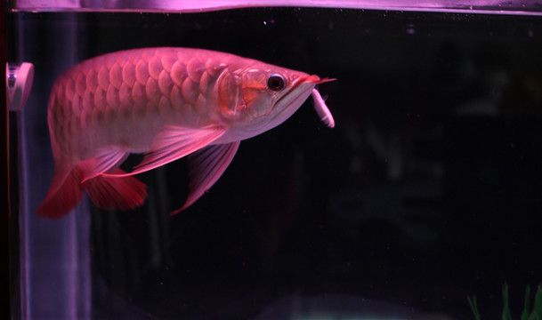 白玉紅龍魚小時候很白嗎：白玉紅龍魚幼年時期白玉紅龍魚的品種特性白玉紅龍魚