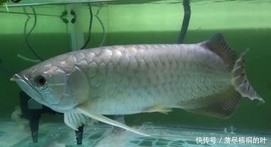 金龍魚(yú)吃什么食物最好養(yǎng)：關(guān)于金龍魚(yú)吃什么食物最好養(yǎng)