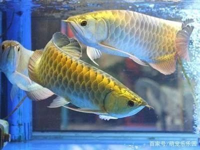 龍魚低溫過冬怎么辦：龍魚低溫過冬怎么辦，魚主人需要采取一些措施來保證安全 龍魚百科 第1張