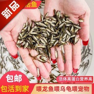 龍魚喂飼料魚吃不吃了：龍魚喂飼料魚吃不吃