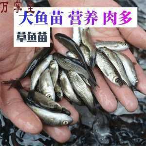 龍魚喂飼料魚吃不吃了：龍魚喂飼料魚吃不吃