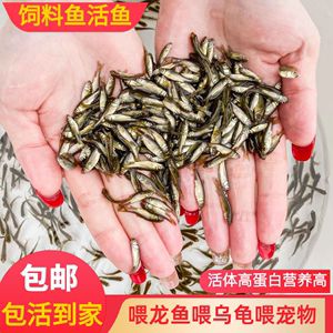 龍魚喂飼料魚吃不吃了：龍魚喂飼料魚吃不吃