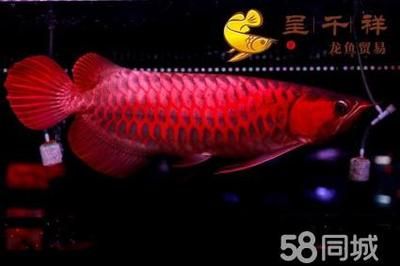 血麒麟龍魚(yú)是啥意思：關(guān)于血麒麟龍魚(yú)的一些詳細(xì)信息 龍魚(yú)百科 第2張