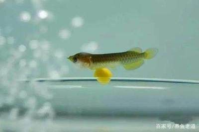 龍魚吃蜻蜓嗎會死嗎：龍魚會吃蜻蜓嗎，龍魚吃蜻蜓會死嗎 龍魚百科 第1張