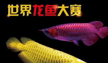 龍魚怎么訓練互動的：如何訓練龍魚互動 龍魚百科 第2張