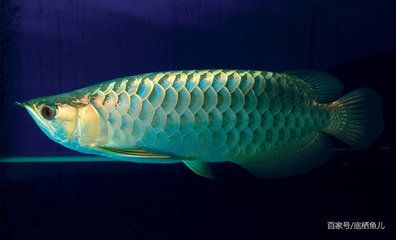 巨骨舌魚龍魚：巨骨舌魚和龍魚有什么區(qū)別