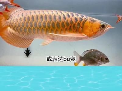 龍魚(yú)叫聲原理：龍魚(yú)叫聲原理是由成年公龍魚(yú)在繁殖季節(jié)發(fā)出的叫聲 龍魚(yú)百科 第1張