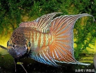 紅龍金龍魚價(jià)格走勢(shì)圖最新：\