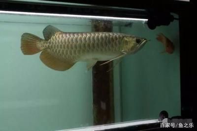 龍魚不吃飼料只吃活魚可以嗎：龍魚可以只吃活魚不吃飼料嗎？