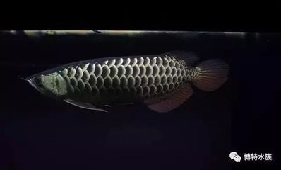 龍魚(yú)撞缸鱗片似掉不掉需要拔嗎：龍魚(yú)撞缸后，鱗片似掉不掉需要拔嗎，是否需要拔除 龍魚(yú)百科 第2張